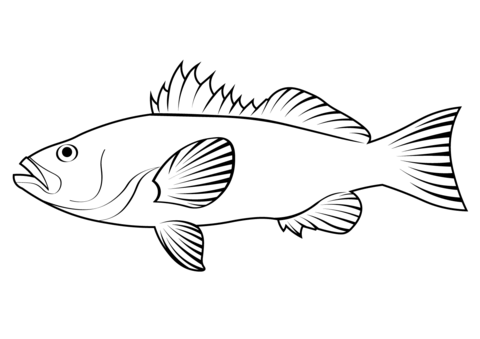 Kelp Bass (Paralabrax Clathratus) Coloring Page